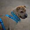 Ошейники, поводки