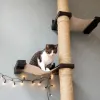 Когтеточки