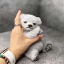 Коллекционный мишка Тедди Балу