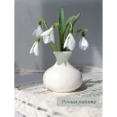 Подснежники ручной работы из полимерной глины холодный фарфор