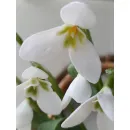 Подснежники ручной работы из полимерной глины холодный фарфор