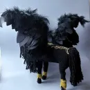 ЧЕРНЫЙ ПЕГАС Черный пегас