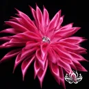 Цветы Канзаши на волосы Ваши.