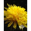 Заколка-брошь ручной работы "Керрия"