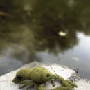 Знак зодиака Рак, игрушка ручной работы