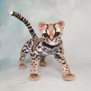 Интерьерная реалистичная игрушка ручной работы - кошка породы "Маргай"