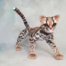 Интерьерная реалистичная игрушка ручной работы - кошка породы "Маргай"