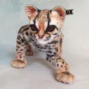 Интерьерная реалистичная игрушка ручной работы - кошка породы "Маргай"