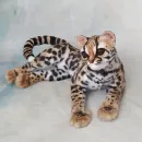 Интерьерная реалистичная игрушка ручной работы - кошка породы "Маргай"