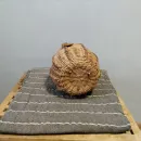 Корзина плетеная для цветов и декора