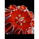 Заколка для волос ручной работы "Петуния" красный. Единственный экземпляр. Цветы Канзаши на волосы Ваши.