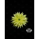 Заколка для волос ручной работы "Георгин" светло-жёлтый. Единственный экземпляр. Цветы Канзаши на волосы Ваши.