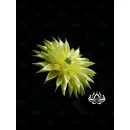 Заколка для волос ручной работы "Георгин" светло-жёлтый. Единственный экземпляр. Цветы Канзаши на волосы Ваши.