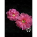 Комплект резинок для волос ручной работы "Анемона" розовый. комплект 2 шт. Единственный экземпляр. Цветы Канзаши на волосы Ваши.