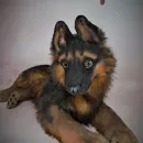 Авторская игрушка ЩЕНОК ОВЧАРКИ