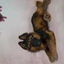 Авторская игрушка ЩЕНОК ОВЧАРКИ