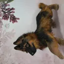 Авторская игрушка ЩЕНОК ОВЧАРКИ