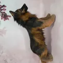 Авторская игрушка ЩЕНОК ОВЧАРКИ