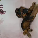 Авторская игрушка ЩЕНОК ОВЧАРКИ