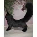 Авторская игрушка КОТ МЭЙН-КУН