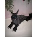 Авторская игрушка КОТ МЭЙН-КУН