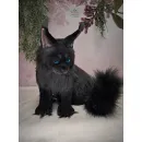 Авторская игрушка КОТ МЭЙН-КУН