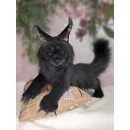 Авторская игрушка КОТ МЭЙН-КУН