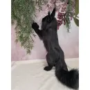 Авторская игрушка КОТ МЭЙН-КУН