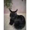 Авторская игрушка КОТ МЭЙН-КУН