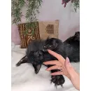 Авторская игрушка КОТ МЭЙН-КУН