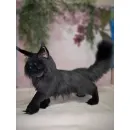 Авторская игрушка КОТ МЭЙН-КУН