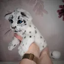 Авторская игрушка БАРСИК