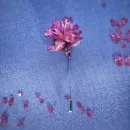 Брошь "Даурский рододендрон"