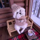 Собачка в кофточке