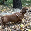 Набор для таксы “ТаксаЛюкс”: кожаная шлейка и поводок-трансформер “Свободные руки”