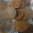 ЛОТ №1. Листья боярышника стабилизированные, для гальваники, для гальванопластики и гальваностегии, для поделок, для декора, для интерьера.