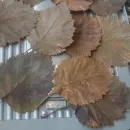 ЛОТ №1. Листья боярышника стабилизированные, для гальваники, для гальванопластики и гальваностегии, для поделок, для декора, для интерьера.