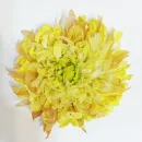Брошь цветок из шелка Хризантема