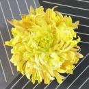 Брошь цветок из шелка Хризантема