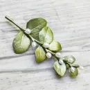 Коллекционная брошь "Ирландский терн" от MICHAEL MICHAUD