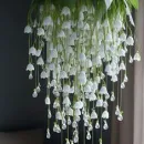 Абажур, плафон