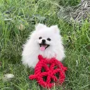 Игрушки для животных