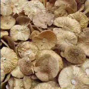 Мухомор пантерный 100г