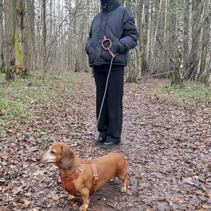 Набор для таксы “ТаксаЛюкс”: кожаная шлейка и поводок-трансформер “Свободные руки”