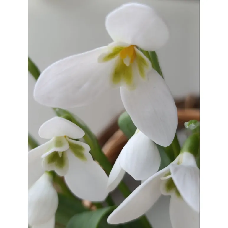 Подснежники ручной работы из полимерной глины холодный фарфор