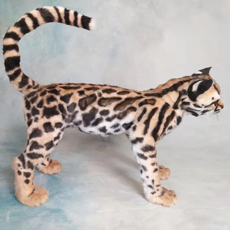 Интерьерная реалистичная игрушка ручной работы - кошка породы "Маргай"