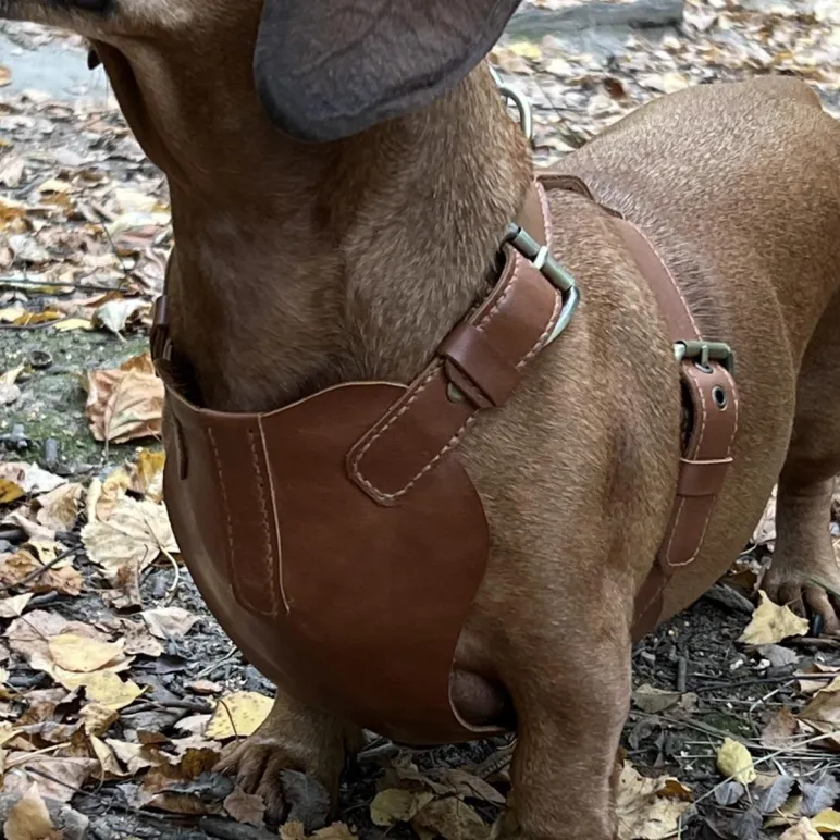 Набор для таксы “ТаксаЛюкс”: кожаная шлейка и поводок-трансформер “Свободные руки”