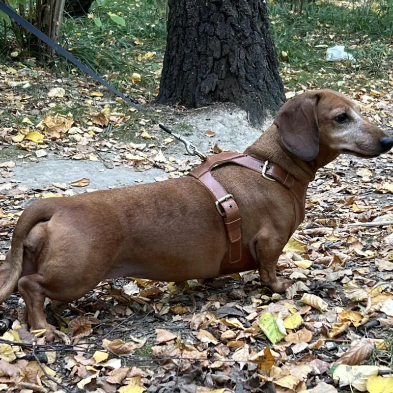 Набор для таксы “ТаксаЛюкс”: кожаная шлейка и поводок-трансформер “Свободные руки”