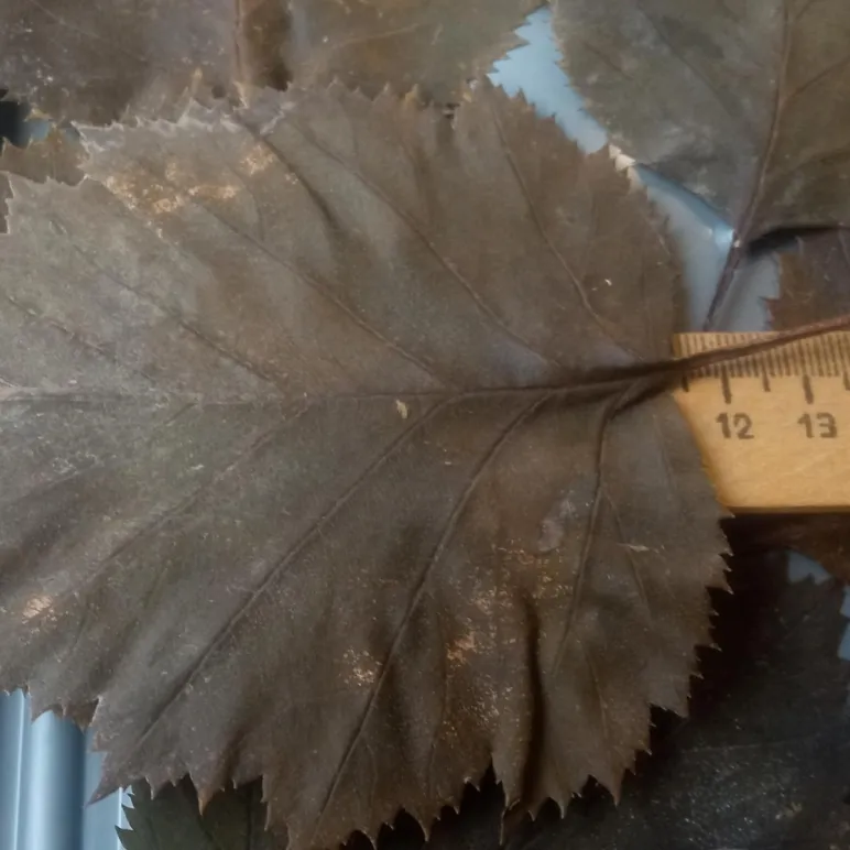 ЛОТ №1. Листья боярышника стабилизированные, для гальваники, для гальванопластики и гальваностегии, для поделок, для декора, для интерьера.