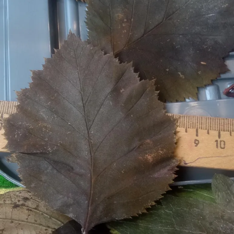 ЛОТ №1. Листья боярышника стабилизированные, для гальваники, для гальванопластики и гальваностегии, для поделок, для декора, для интерьера.